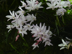 石斛の花