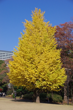 黄色く染まった銀杏