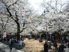 春の蓮馨寺(5)