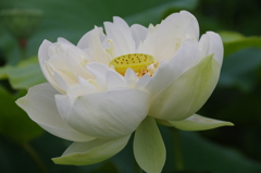 西湖蓮