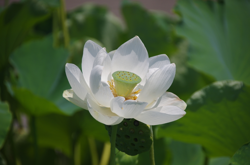 輪王蓮
