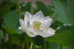 輪王蓮