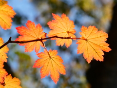 ハウチワカエデの紅葉(1)