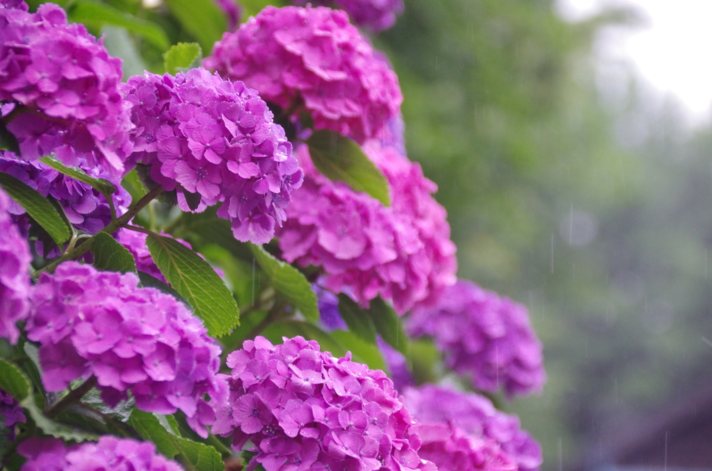 東京・飛鳥山の紫陽花
