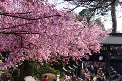 花見でにぎわう境内