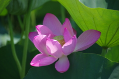 令和７年行田古代蓮(２)
