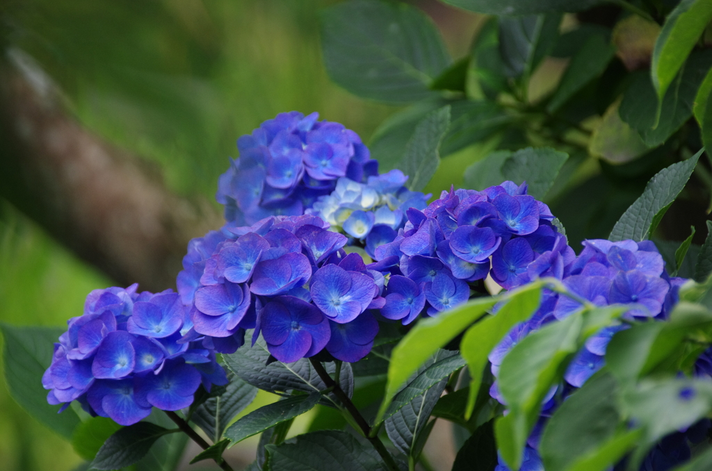 極楽寺の青紫陽花
