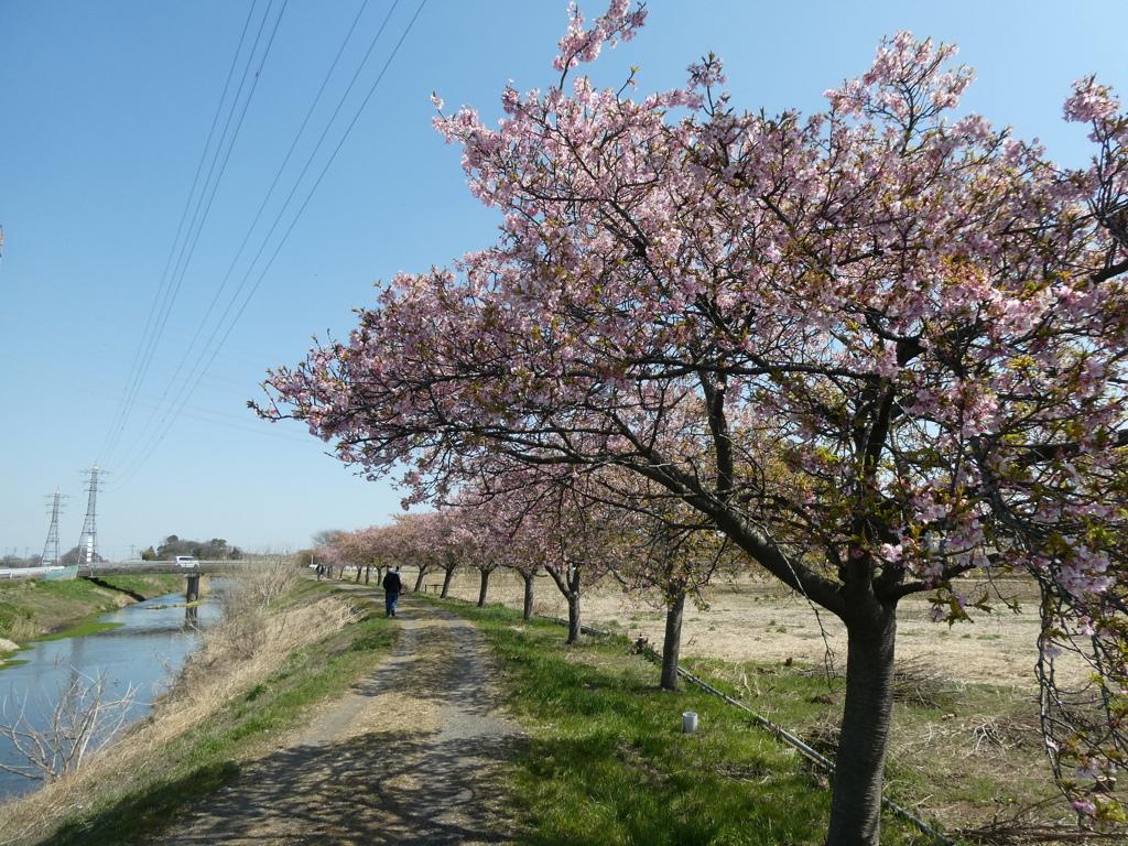 すみよし河津桜(7)