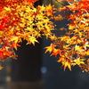 紅と黄金、ともに輝く