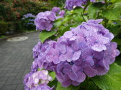 菖蒲園へ行く道で・・・