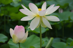 舞妃蓮 その2