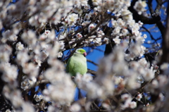 梅の花の奥で・・・