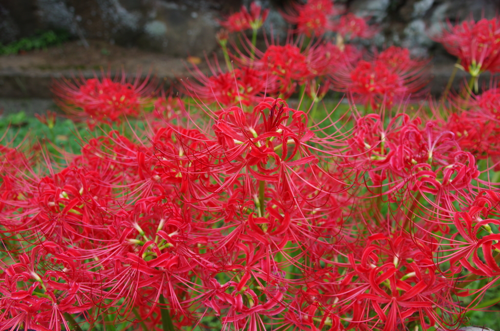 鮮紅の世界(1)