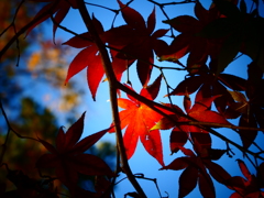 紅葉スポットライト(１)