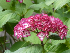 初めて見る紫陽花