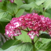 初めて見る紫陽花