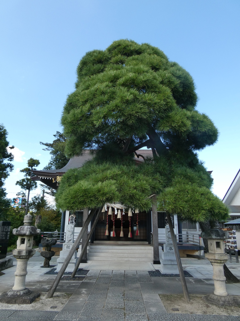 高龗神社の松