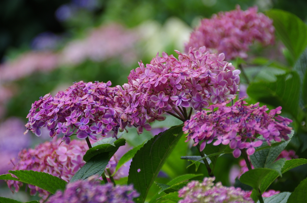 長谷寺の紫陽花(6)