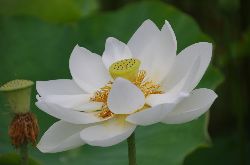 輪王蓮