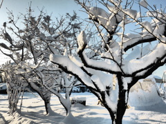 樹氷のごとく(２)