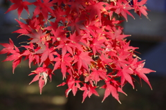イロハモミジの紅葉(4)