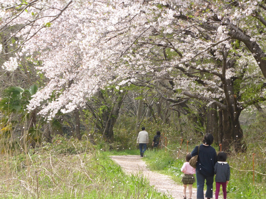 桜舞い散る中を・・・