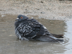 鳩、入浴中