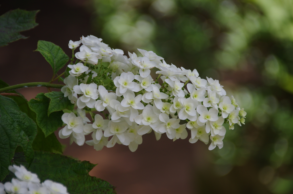 柏葉紫陽花