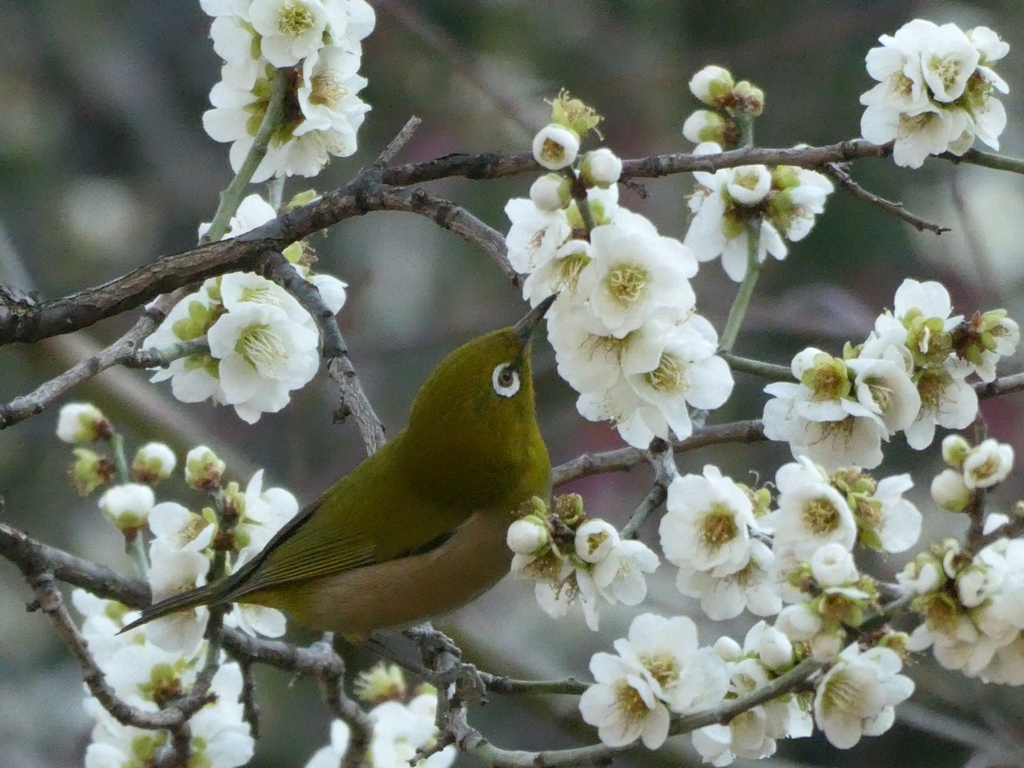 この蜜吸おうかな(^^)