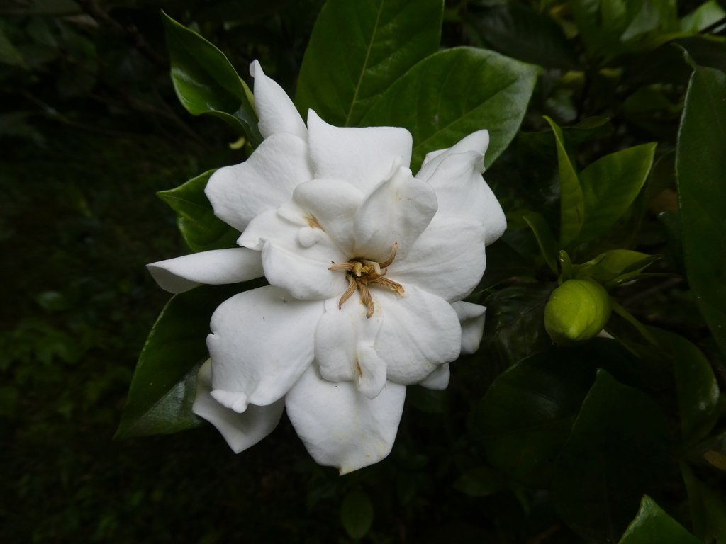 くちなしの花