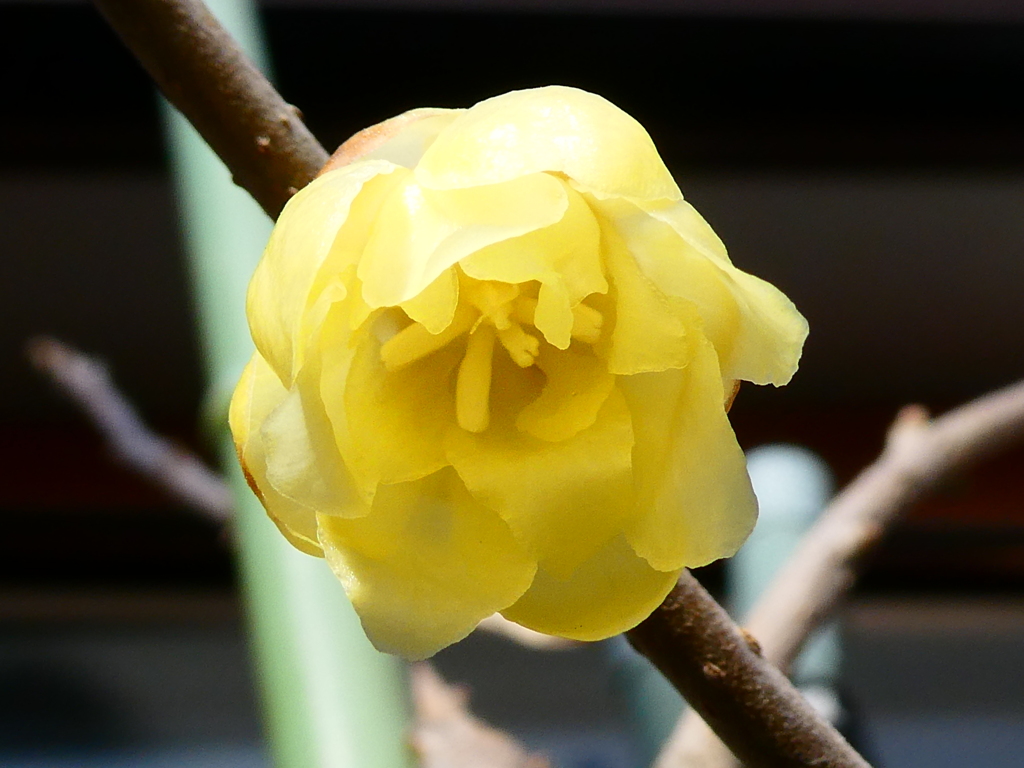 我が家の蝋梅開花！