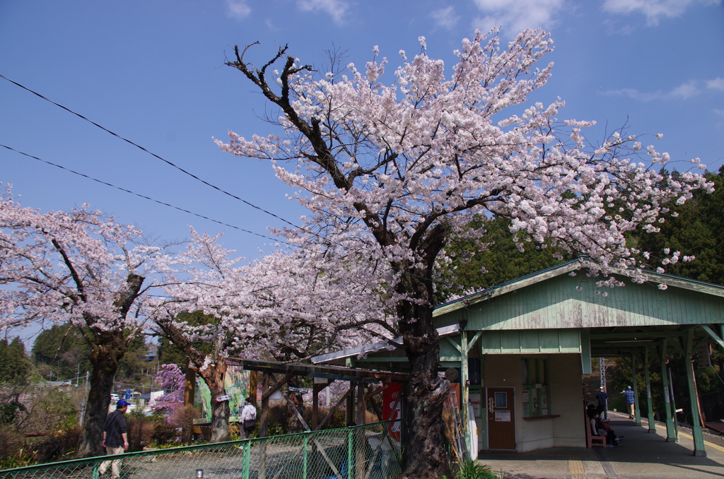 浦山口駅の桜
