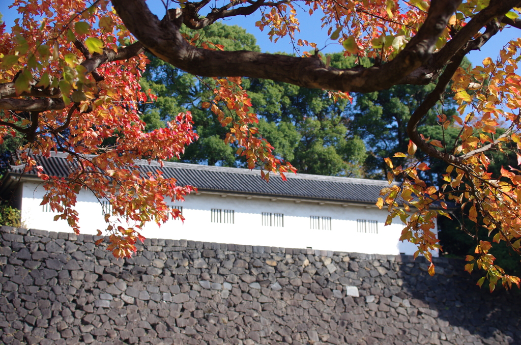 富士見多聞とトウカエデの紅葉(1)