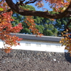 富士見多聞とトウカエデの紅葉(1)