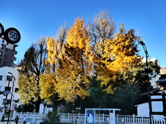 鳥越神社の大銀杏