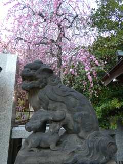 牛天神北野神社の狛犬(吽形)