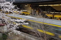 桜咲く飯田橋駅、流れる総武線