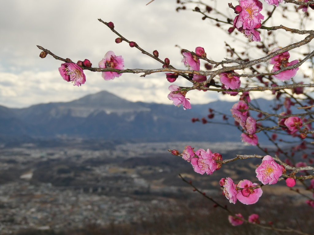 武甲山と八重寒紅