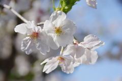 令和７年 靖国神社の桜(６)