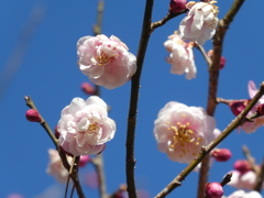 新平家