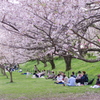 桜の下で宴