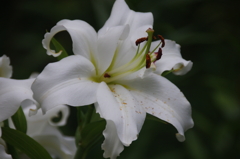 日比谷公園の百合(１)