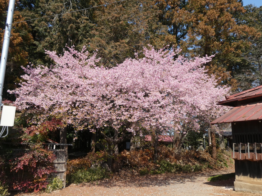大宮住吉神社の河津桜