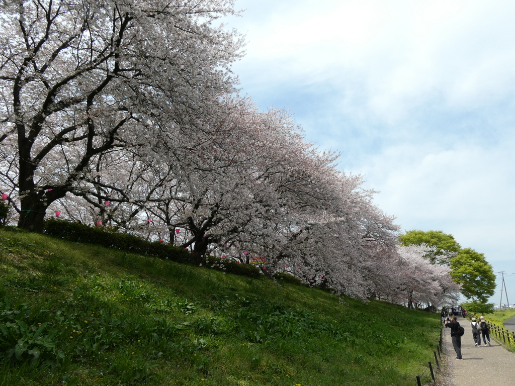 権現堂堤の桜