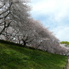 権現堂堤の桜