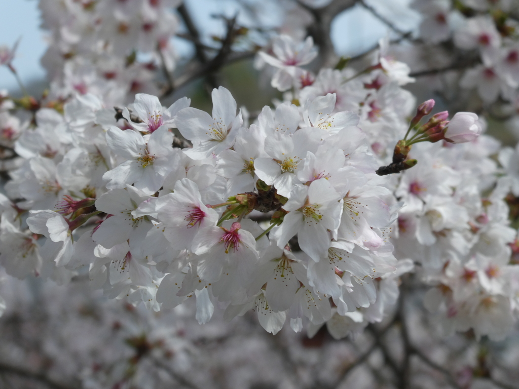 観音寺の桜