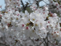 観音寺の桜