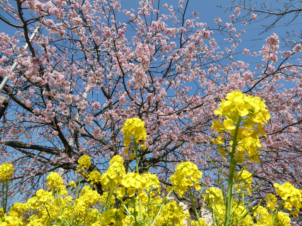 河津桜と菜の花