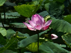 令和７年行田古代蓮(５)