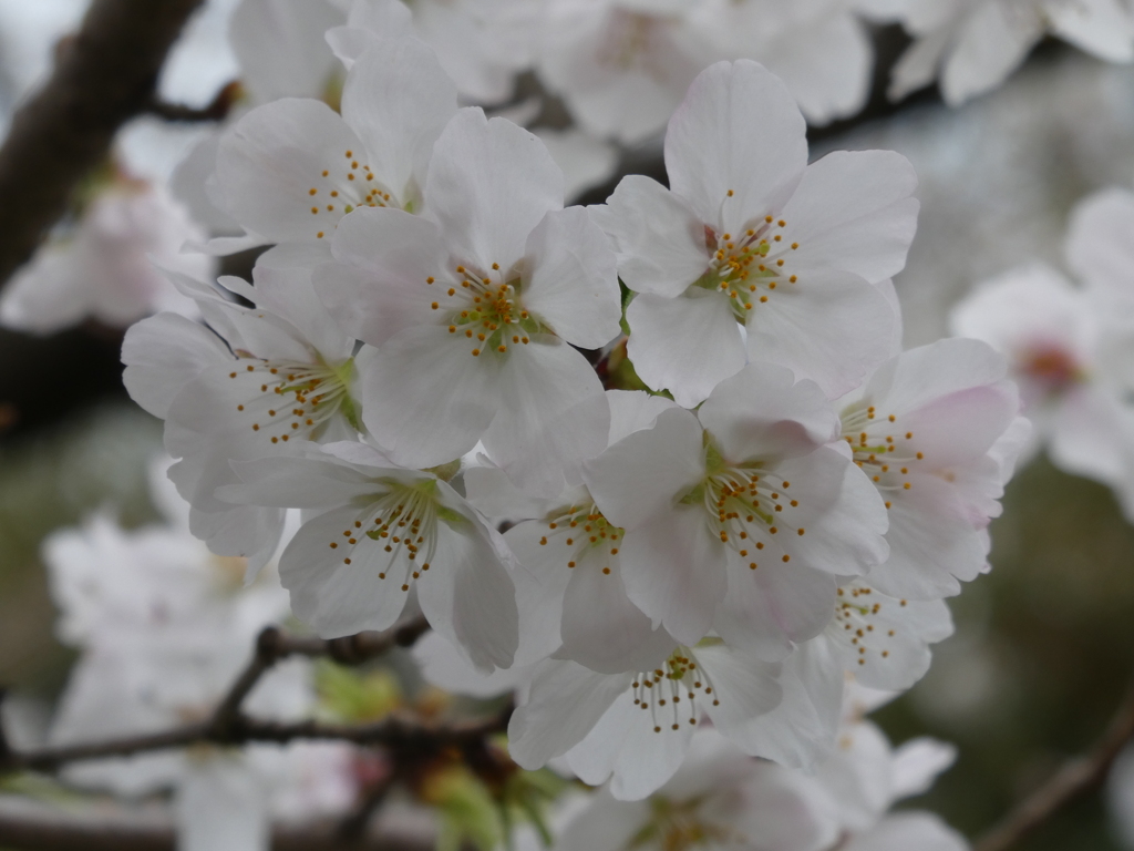 上野公園のソメイヨシノ(3)